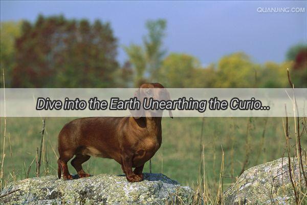 Dive into the Earth Unearthing the Curious Tale of Dogs and Buried Bones